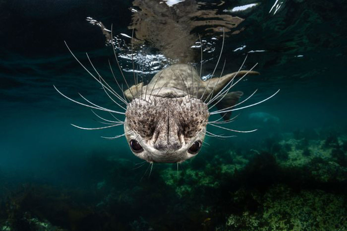 Winners of the underwater photography contest
