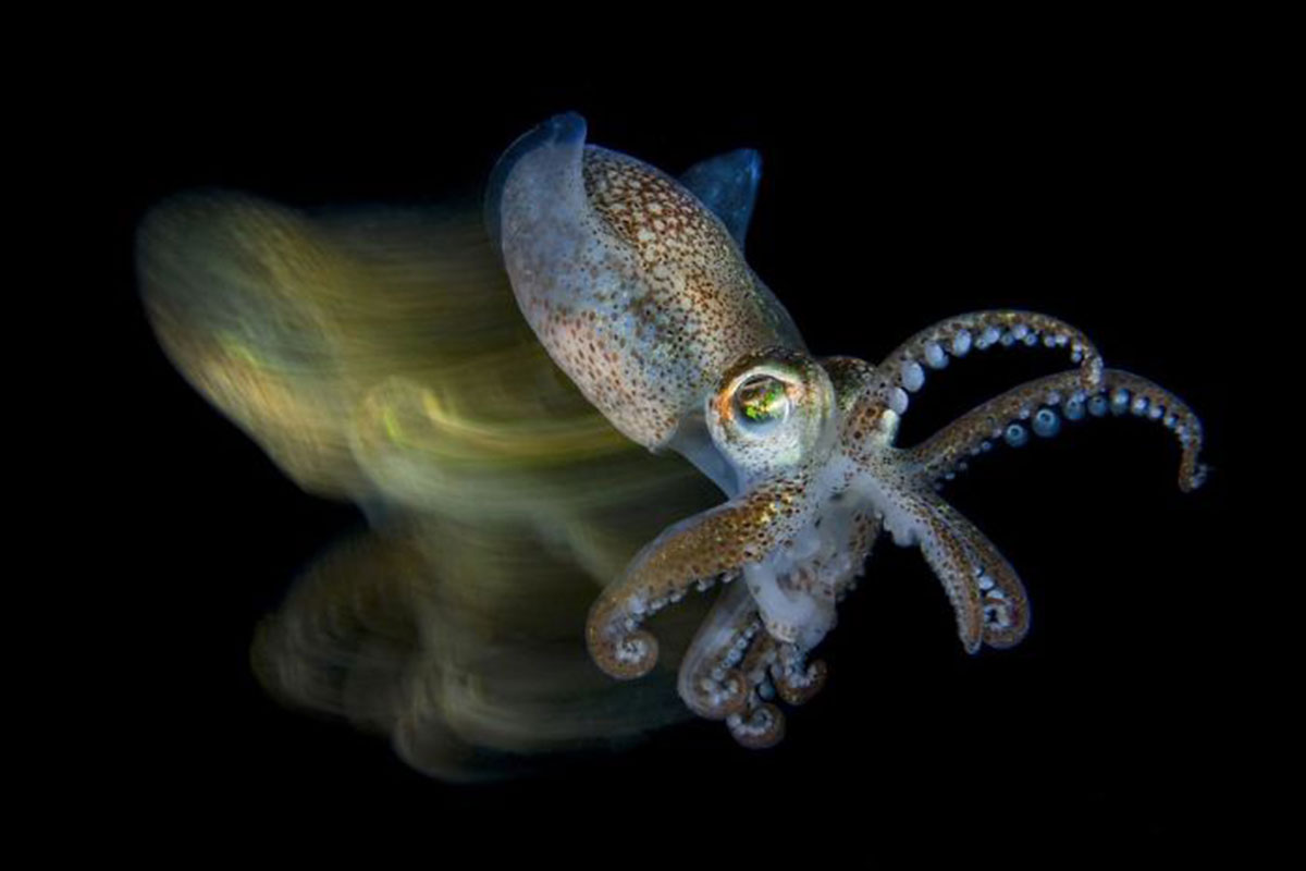 Winners of the underwater photography contest