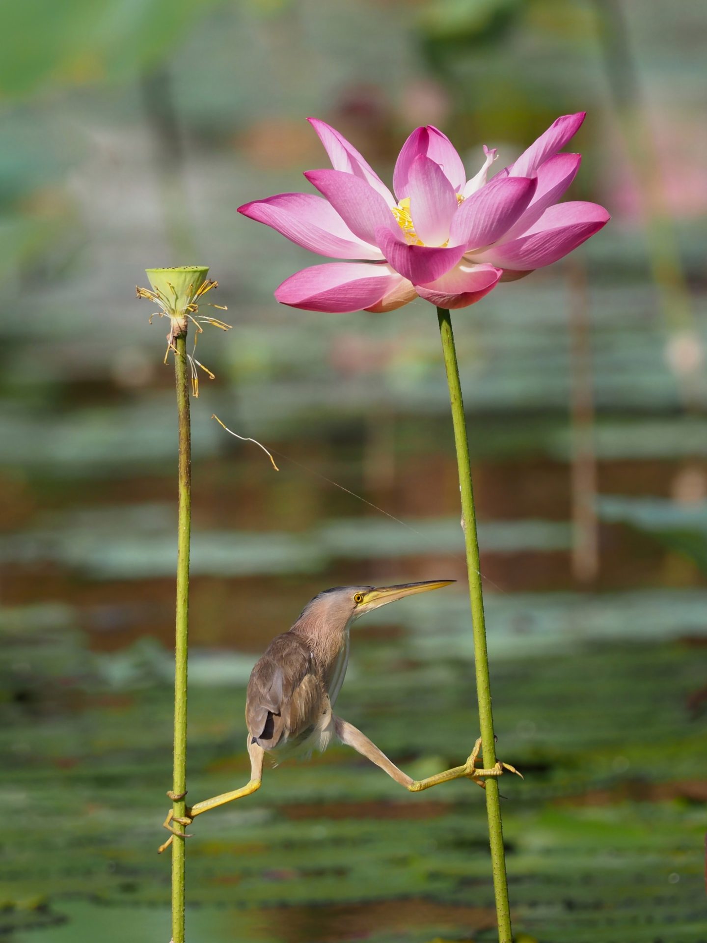 Yoga Butimar / KT Wong / Wildlife Comedy Photography Contest