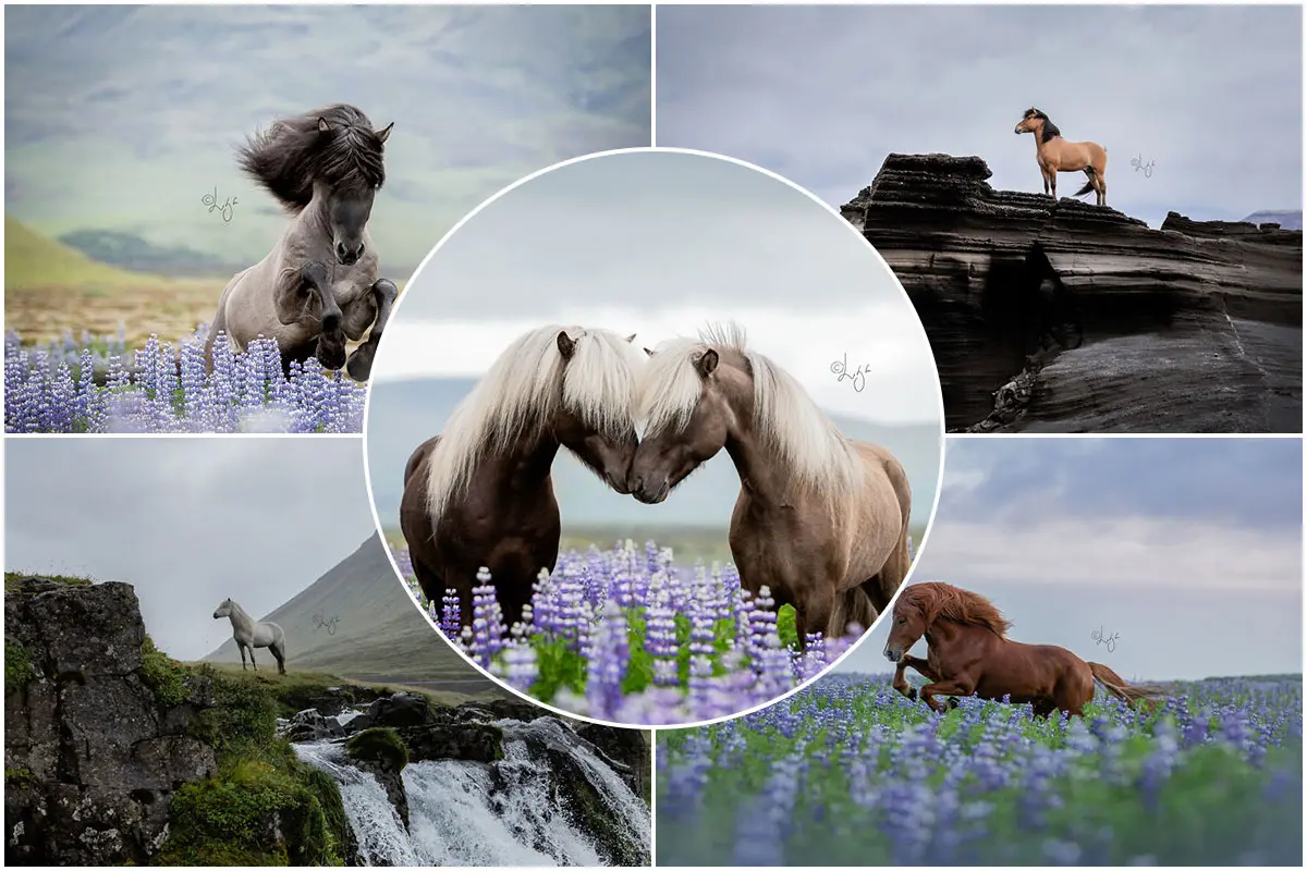 Fascinating Pictures Of The Stunning Beauty Of Horses In Icelandic Landscapes