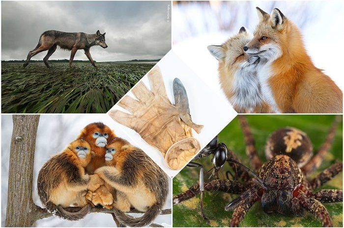 People's chosen finalists of wildlife photography competition 2022