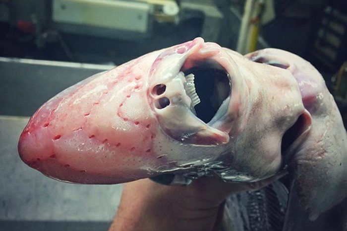Strange and scary creatures of the deep sea