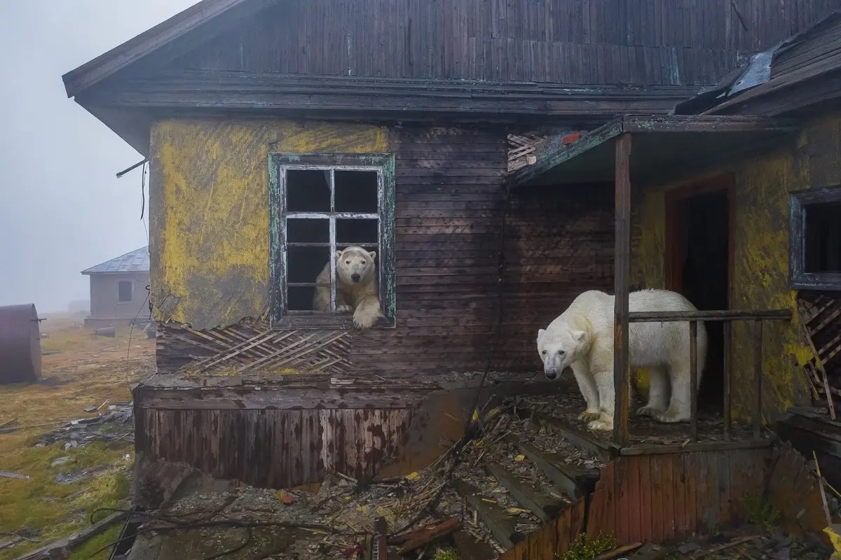 The Photo Of Polar Bears In The Abandoned Village Won The Title Of "Nature Photographer Of The Year 2022".