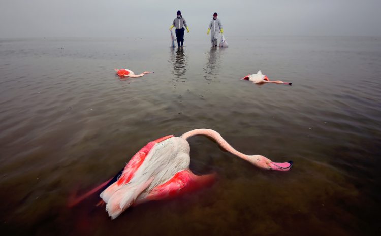 The sad image of flamingos lost in the Miankale lagoon won the environmental photography competition of the year