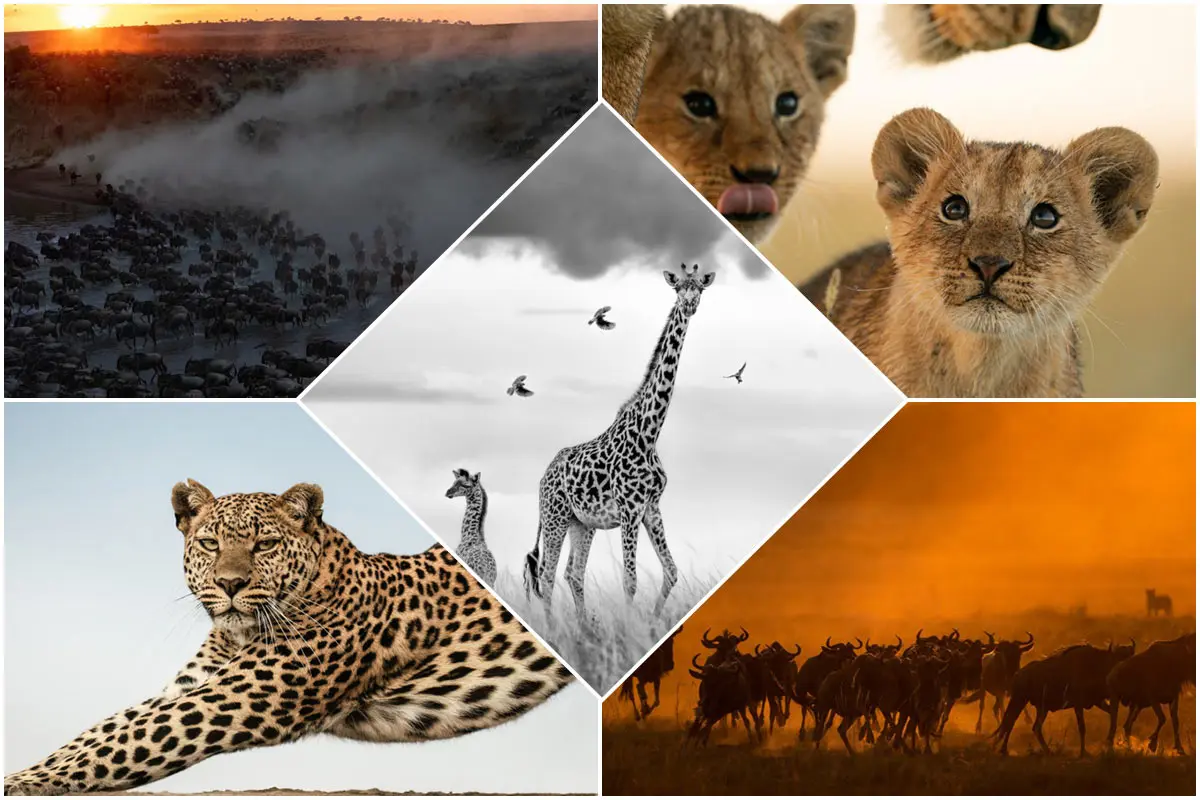 The Winners Of The Maasai Mara Photo Contest In 2022