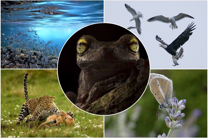 Winners of the British Ecological Society photography competition