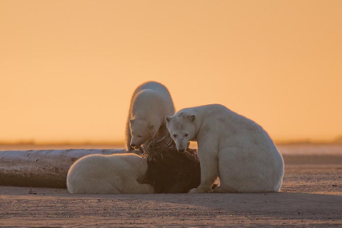 Earth warming and creating problems for polar bears