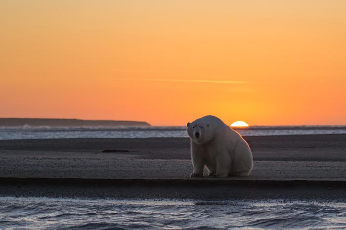 Earth warming and creating problems for polar bears