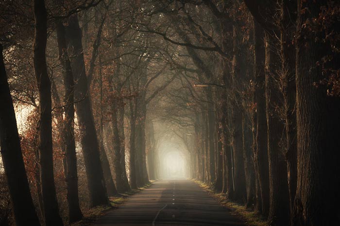 Photography of the forests of the Netherlands