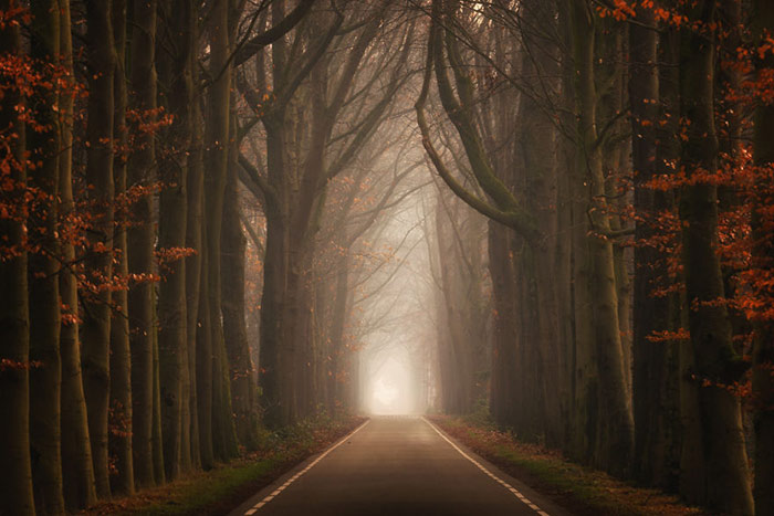 Photography of the forests of the Netherlands