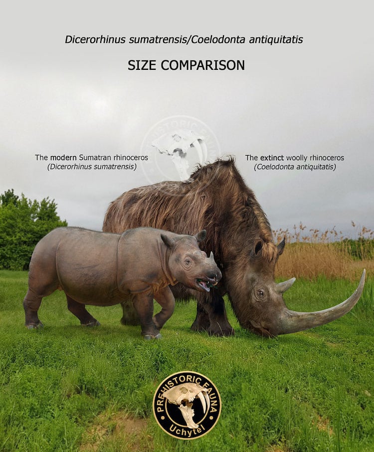 Size differences between prehistoric animals and their modern descendants