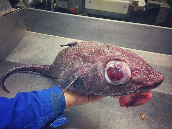 Strange and scary creatures living in the deep sea