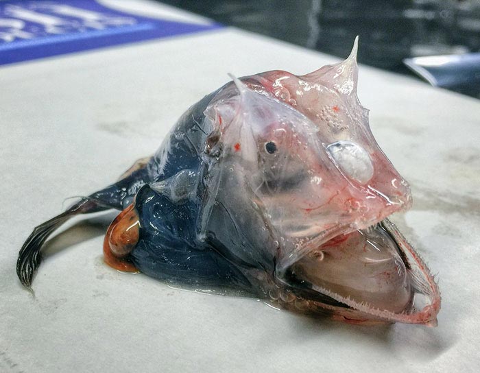 Strange and scary creatures living in the deep sea