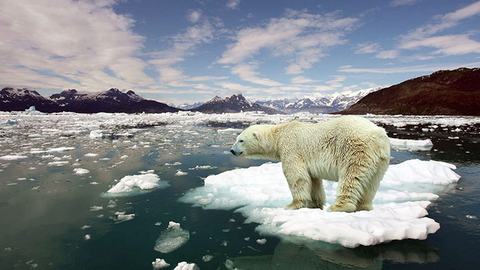 The dangers of global warming and its impact on the lives of polar bears