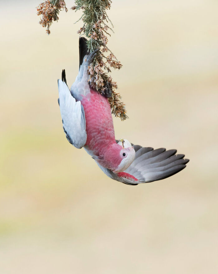 Winners of the 2022 Birdlife Australia photography competition