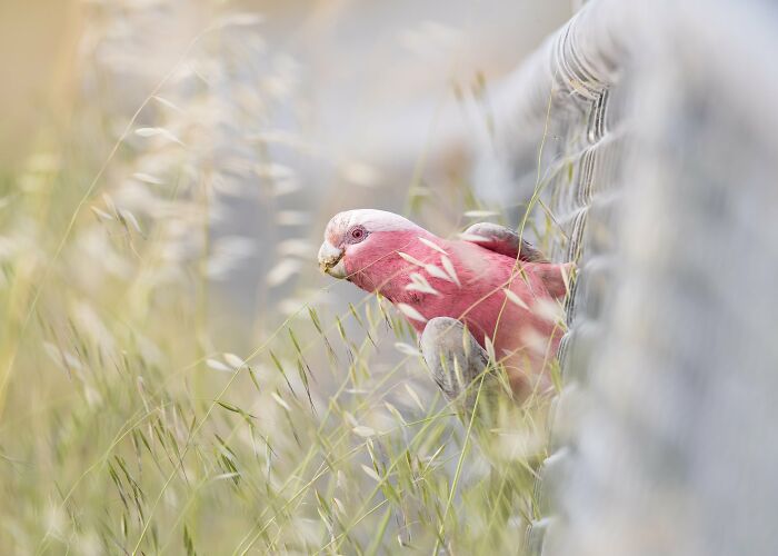 Winners of the 2022 Birdlife Australia photography competition
