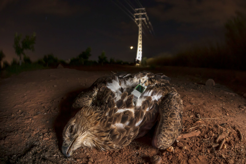 Winners of the Ecological Society photography contest