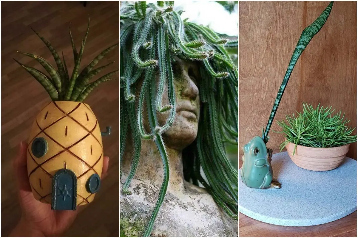 Creative Pots That Have Multiplied The Attractiveness Of Plants