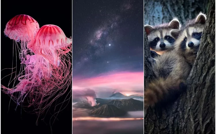 From Inspiring Landscapes To Spectacular Wildlife Portraits; The Glamorous Winners Of The International Photography Awards